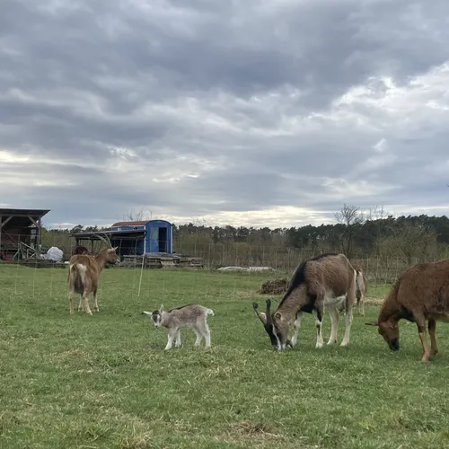 Ziegen weiden auf unserer Hauswiese