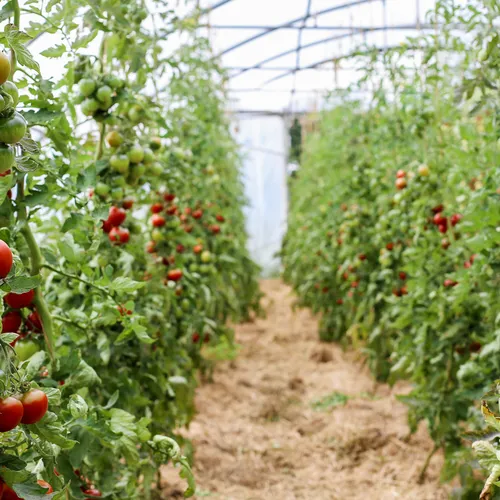 Tomatenpflanzen in einem unserer Tunnel